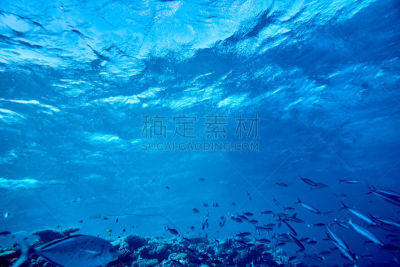 水下,热带鱼,大群动物,岩生豆娘鱼,鱼群,浮潜,水肺潜水,水,水平画幅,无人