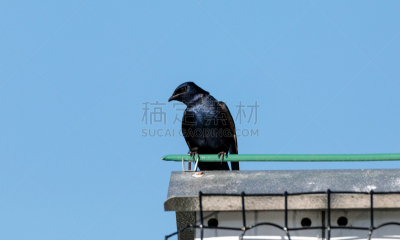 鸟类,北美洲紫燕,美国,水平画幅,树燕,无人,野外动物,荧光色,佛罗里达,马可岛