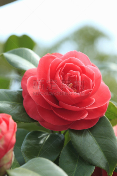 茶花,垂直画幅,红色,无人,特写,摄影,花