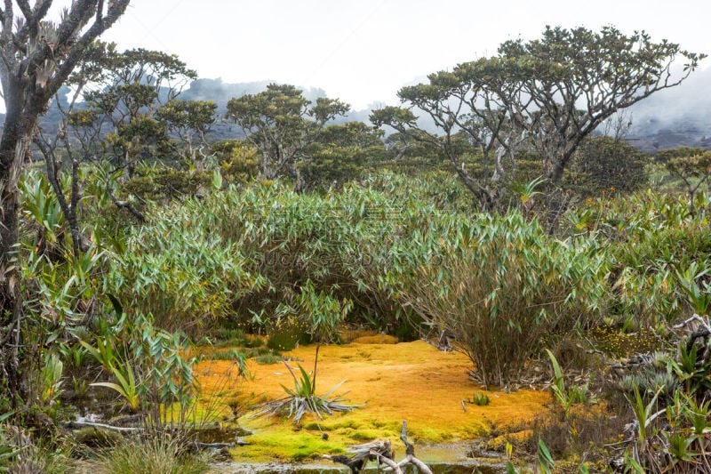 罗赖马山,平顶山区,罗赖马州,平顶山,canaima,委内瑞拉,南美,水平画幅,无人,户外