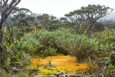 罗赖马山,平顶山区,罗赖马州,平顶山,canaima,委内瑞拉,南美,水平画幅,无人,户外