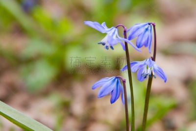 斯库拉,森林,guaria morada,饰品花,花店,雄蕊,贺卡,水平画幅,无人,乌克兰
