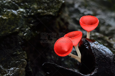 背景,子囊菌,组物体,伞形毒菌,毒蘑菇,美,水平画幅,无人,热带雨林,夏天