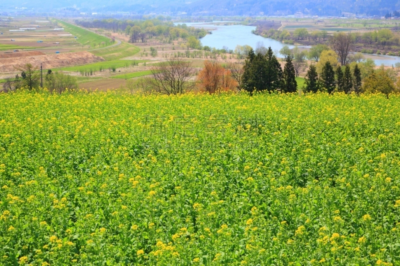 田地,油菜花,信浓川,长野县,芸苔,里山,草原,水平画幅,雪,无人