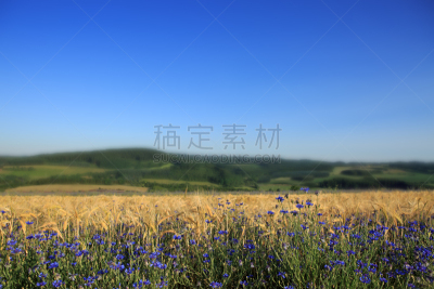 矢车菊,田地,蓝色,小麦,天空,水平画幅,夏天,户外,草