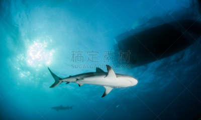 巴哈马国,礁鲨,水,水平画幅,水肺潜水,无人,水下,鲨鱼,夏天,户外