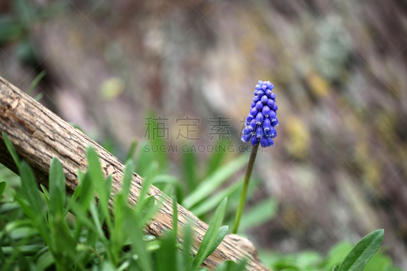 仅一朵花,葡萄风信子,花鳞茎,青绿色,菜园,水香花菜,水平画幅,园艺师,单子叶植物,花蕾