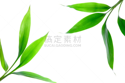 竹,竹子叶,富贵竹,自然,水平画幅,绿色,枝繁叶茂,秧苗,无人,白色背景