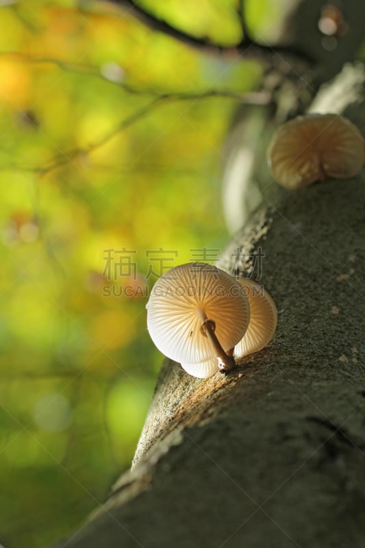 瓷样伞菇,霉病,真菌和霉菌,垂直画幅,褐色,素食,无人,山毛榉树,热带雨林,户外