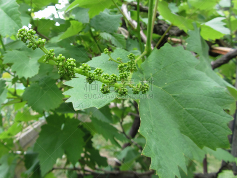 桑树,花蕾,白色,托斯卡纳区,意大利,奥巴,数字1,鲣鸟,桑叶,蚕