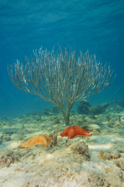 水下,海星,钢筋,海洋,珊瑚,垂直画幅,在下面,水,无人