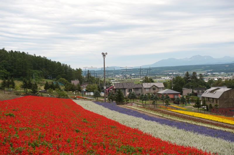 日本,富良野,自然,非都市风光,水平画幅,绿色,地形,富良野盆地,无人,户外