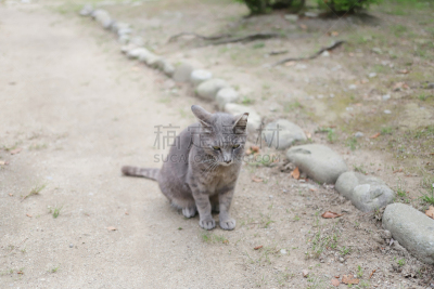 猫,动物,派克大街,灰色,水平画幅,仿旧磨损的效果,蓝色,日本,猫科动物