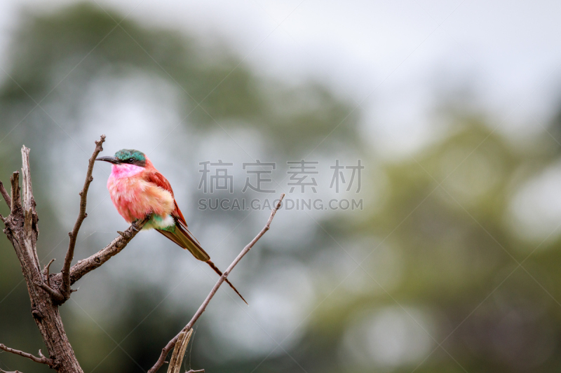 南方深红色食蜂鸟,枝,深红色食蜂鸟,食蜂鸟,水平画幅,鸟类,户外,衬衫,狩猎动物,自然