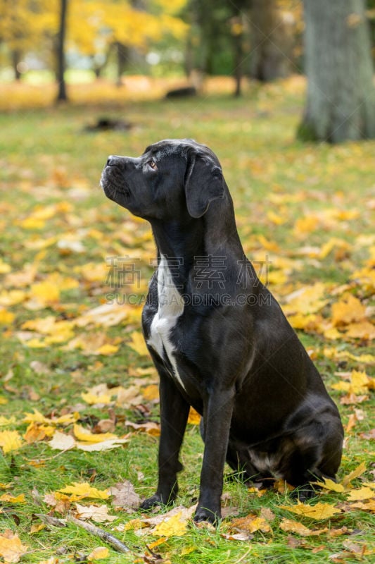 纯种犬,狗,草,自然,秋天,叶子,背景,小狗,意大利,獒