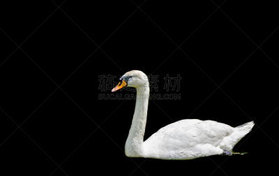 白色,天鹅,分离着色,特写,喙,橙色,翎毛,美,颈,水平画幅