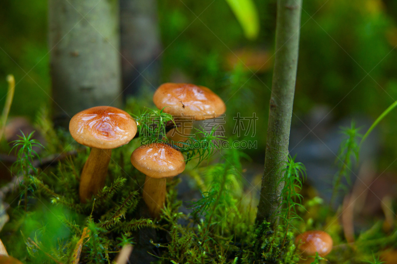 生食,食用菌,森林,自然美,草菇,crimini mushroom,羊肚菌,porcini mushroom,绿色背景,美