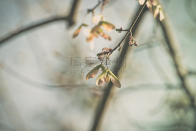 选择对焦,种子,枫树的翅果,极简构图,梦想,翅膀,自然,图像聚焦技术,天空,水平画幅
