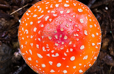蘑菇,鹅膏菌,毒蝇菇,自然,水平画幅,高视角,秋天,无人,有毒生物体,正上方视角