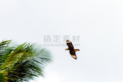 老鹰,棕榈树,南,有冠长腿兀鹰,动物的冠,阿根廷,南美,天空,食肉鸟,水平画幅