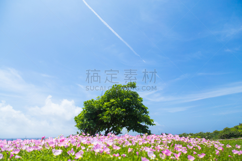 樱草花,黄昏,天空,美,公园,水平画幅,无人,夏天,户外,特写