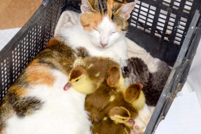 野生猫科动物,小鸭子,母亲,欢迎标志,欧弗,盒子,维格利球场,毛绒绒,猫,热