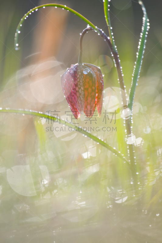 花格贝母,赭色百合,早晨,露水,垂直画幅,郁金香,五月,草,植物,阳光光束