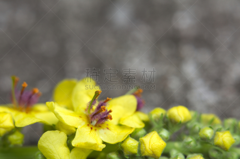 黑毛蕊花,花朵,焦点,影像年代,灰色,橙色,自然美,生物,植物,2015年