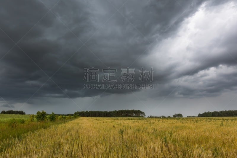 夏天,玉米,乌云,田地,在上面,黑色,暴风雨,气候,水平画幅,无人