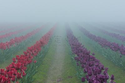 郁金香,早晨,雾,成一排,田地,红色,紫色,斯卡吉特县,烟雾,华盛顿州
