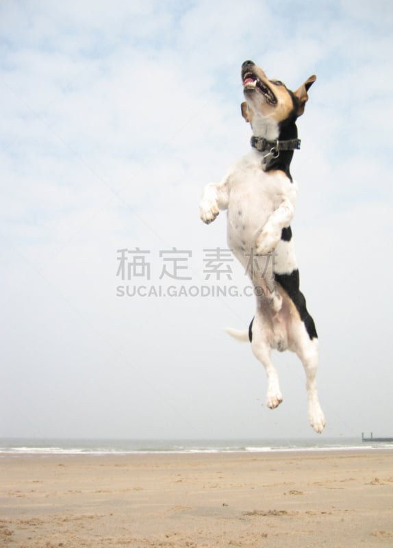 Jack Russell terrier am Strand springt nach oben. Leichter bewölkter Himmel.