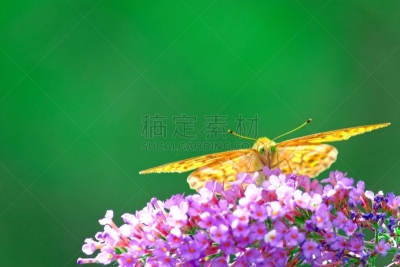 仅一朵花,蝴蝶,多色的,粉色,自然,美,草地,水平画幅,地形,无人