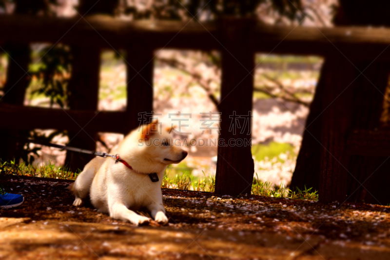 狗,白色,宠物项圈,公园,日本柴犬,哺乳纲,女人,生物,动物,春天