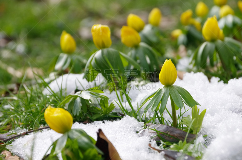 冬乌头,乌头属植物,自然,水平画幅,绿色,雪,无人,特写,春天,植物