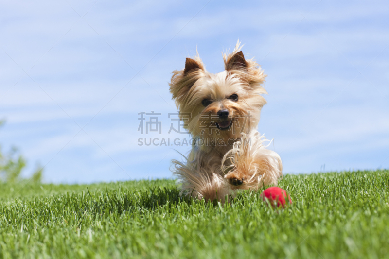 约克郡犬,狗,户外,球,球体,嬉戏的,小的,进行中,toy terrier,水平画幅