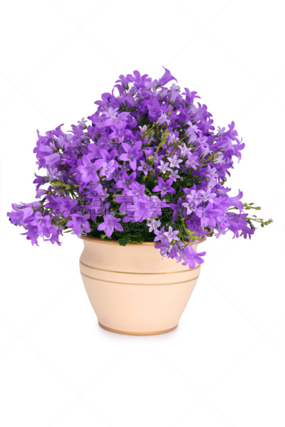风铃草属,铃,垂直画幅,无人,百合花,花蕾,植物,彩色图片,米色,盆栽植物