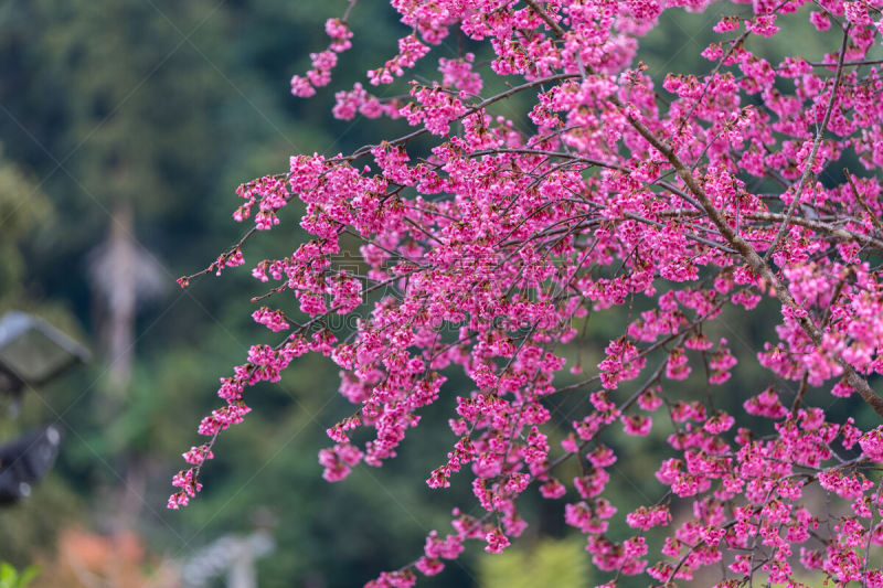 樱花,美,水平画幅,樱桃,无人,特写,泰国,白色,清新,自然界的状态