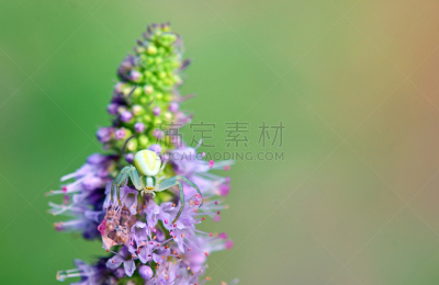 蟹蛛,黄花蛛,自然,野生动物,水平画幅,小的,无人,蜘蛛纲,节肢动物,户外