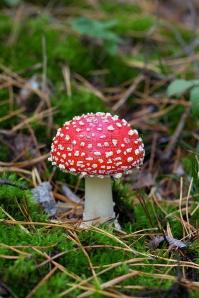 毒蝇菇,森林,垂直画幅,无人,苔藓,户外,草,斑驳的,特写,毒蘑菇