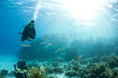 水肺潜水,加勒比海暗礁乌贼,水,水平画幅,鸟类,水下,罗阿丹,仅成年人,礁石