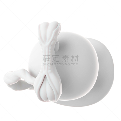绘画插图,健康保健,胎儿,产前护理,生物学,白色背景,准确,图像,怀孕