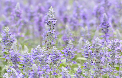 蓝色,鼠尾草,gilia,艺术,水平画幅,紫罗兰,无人,夏天,泰国,草本