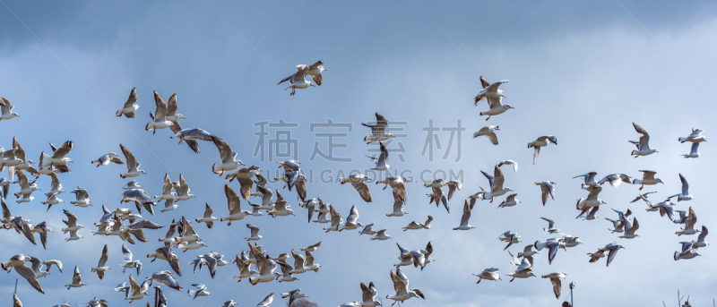 自然,羊群,天空,美,水平画幅,蓝色,全景,鸟类,户外,自由