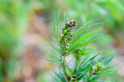 特写,夏天,致癌物,邦,刑事调查,叶状图案,芳香的,草坪,草,农作物