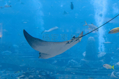动物,鹰鳐,中国,鱼类,海南省,三亚,眼状图案羽火鸡,家庭,亚特兰蒂斯号,深的