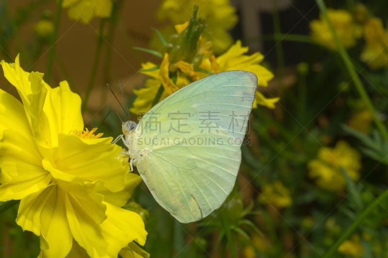 蝴蝶,柠檬,水平画幅,无人,夏天,户外,特写,pipevine swallowtail butterfly,植物,园艺