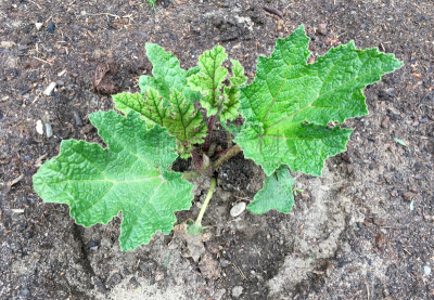 高视角,植物,幼小动物,自然,水平画幅,绿色,被子植物根乃拉草,无人,有机食品,巨大的
