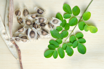 辣木植物,种子,叶子,厚木板,背景,辣木树科,山葵,自然,水平画幅,绿色
