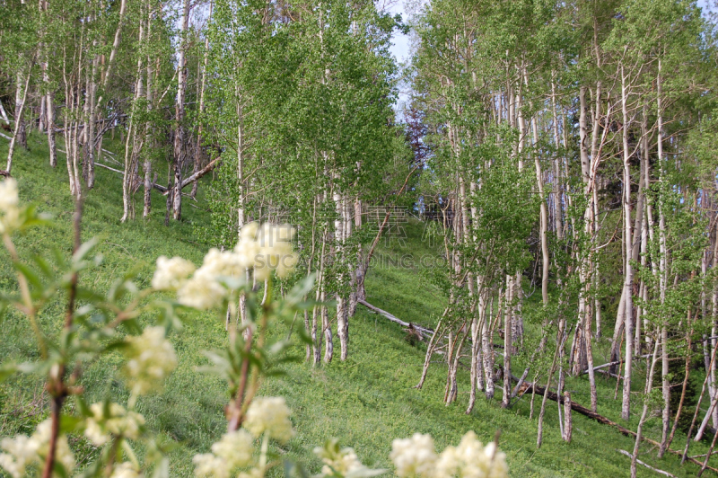 白杨类,科罗拉多州,图像聚焦技术,选择对焦,草地,宁静,水平画幅,山,无人,夏天