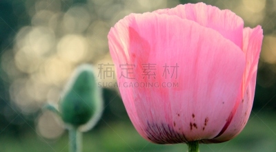 粉色,水平画幅,忙碌,动物身体部位,夏天,户外,特写,彩色图片,清新,大特写